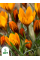 Крокус Orange Monarch (5 шт. в упаковке)