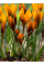 Крокус Orange Monarch (5 шт. в упаковке)