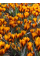 Крокус Orange Monarch (5 шт. в упаковке)