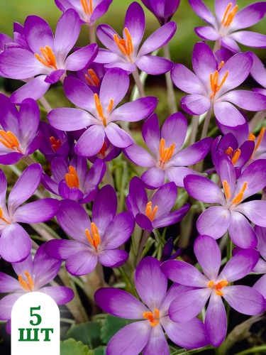 Крокус Whitewell Purple (5 шт. в упаковке)