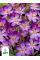 Крокус Whitewell Purple (5 шт. в упаковке)