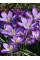 Крокус Whitewell Purple (5 шт. в упаковке)