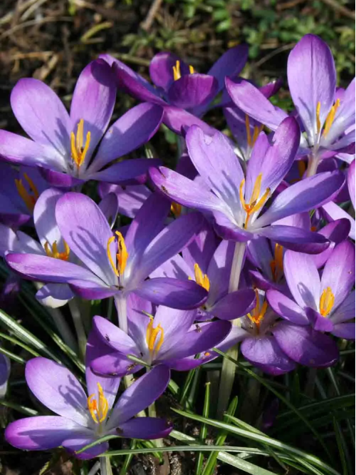 Крокус Whitewell Purple (5 шт. в упаковке)