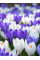 Микс крокусов Blue&White (20 шт. в упаковке)