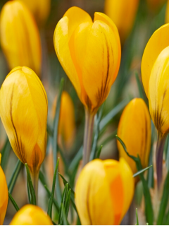 Крокус Golden Yellow (5 шт. в упаковке)