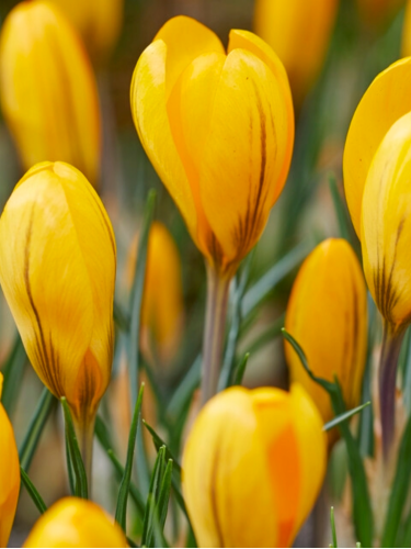 Крокус Golden Yellow (5 шт. в упаковке)