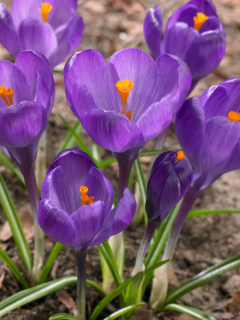 Крокус Flower Record (5 шт. в упаковці)