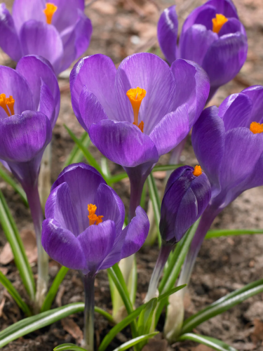 Крокус Flower Record (5 шт. в упаковке)