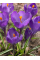 Крокус Flower Record (5 шт. в упаковке)