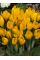 Крокус Golden Yellow (3 шт. в упаковке)
