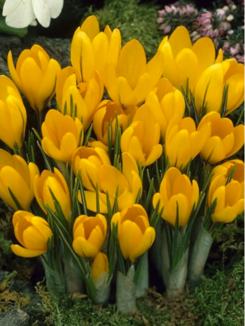 Крокус Golden Yellow (3 шт. в упаковке)