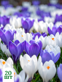 Мікс крокусів Blue&White (20 шт. в упаковці)