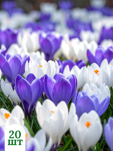 Микс крокусов Blue&White (20 шт. в упаковке)
