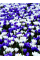 Мікс крокусів Blue&White (20 шт. в упаковці)