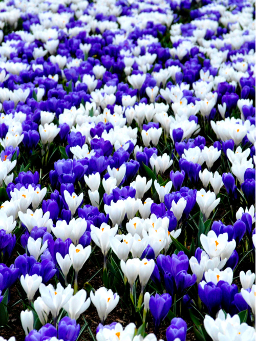 Мікс крокусів Blue&White (20 шт. в упаковці)