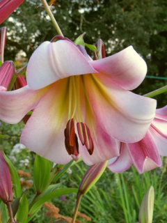Лілія Beijing Moon