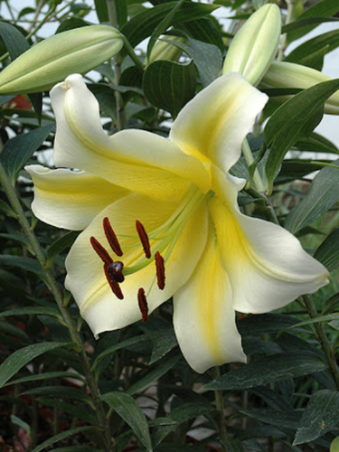 Лілія Conca d'Or