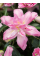 Лилия Double Surprise
