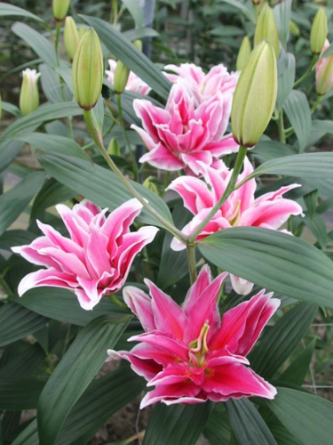 Лілія Fabienne