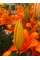 Лилия Foxley