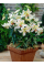 Лилия Garden Party