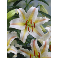 Лилия Garden Party
