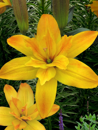 Лілія Gold Twin