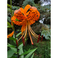 Лілія Lancifolium
