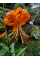 Лілія Lancifolium