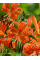 Лілія Lancifolium