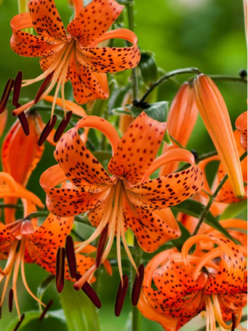 Лілія Lancifolium