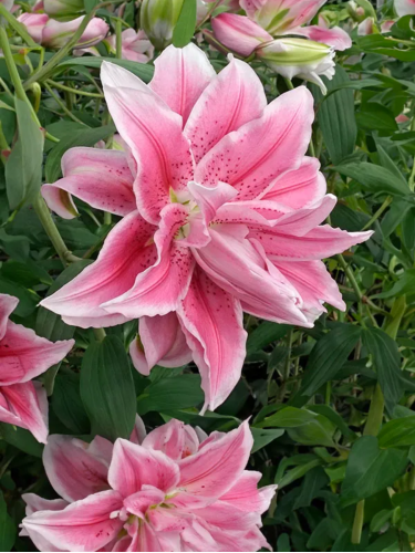 Лілія Roselily Isabella