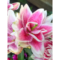 Лілія Roselily Nowa