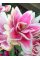 Лілія Roselily Nowa