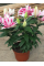 Лілія Roselily Nowa