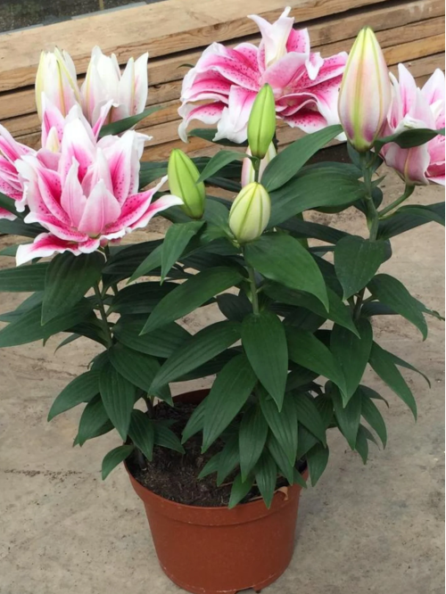 Лілія Roselily Nowa