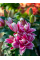 Лилия Roselily Samantha