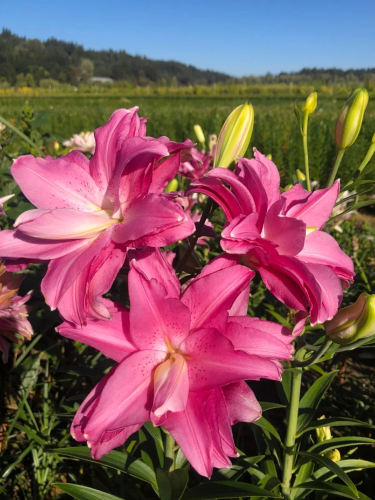 Лілія Lotus Joy