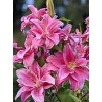 Лилия Roselily Thalissa