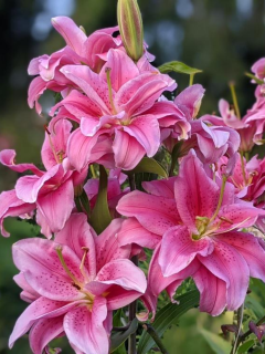 Лілія Roselily Thalissa