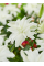 Лілія My Wedding (18/20)