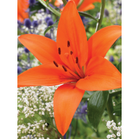 Лилия Orange Ton