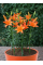 Лилия Orange Ton
