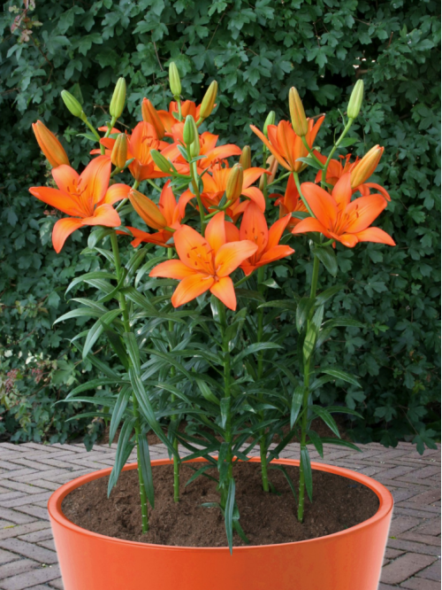 Лилия Orange Ton