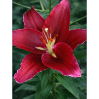 Лілія Rosenka