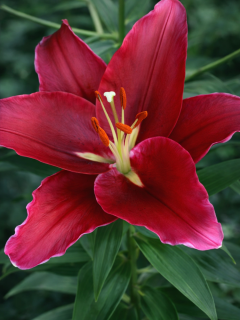 Лілія Rosenka