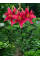 Лілія Rosenka