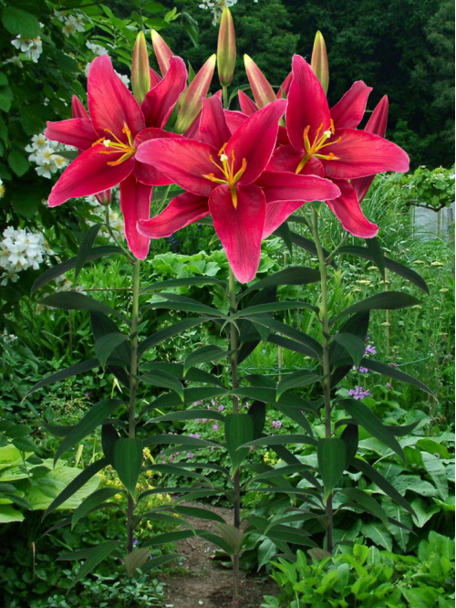 Лілія Rosenka