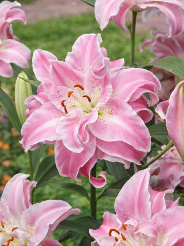 Лилия Sweet Rosy