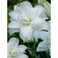 Лілія Lotus Beauty
